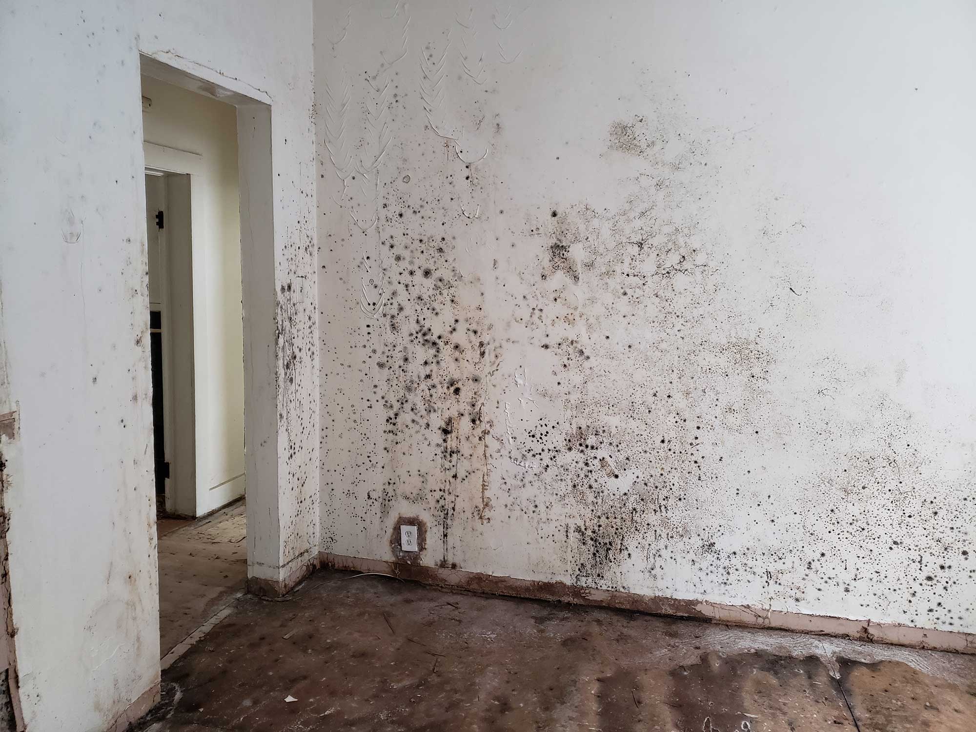 Severe mold growth on residential wall, showing extensive water damage.