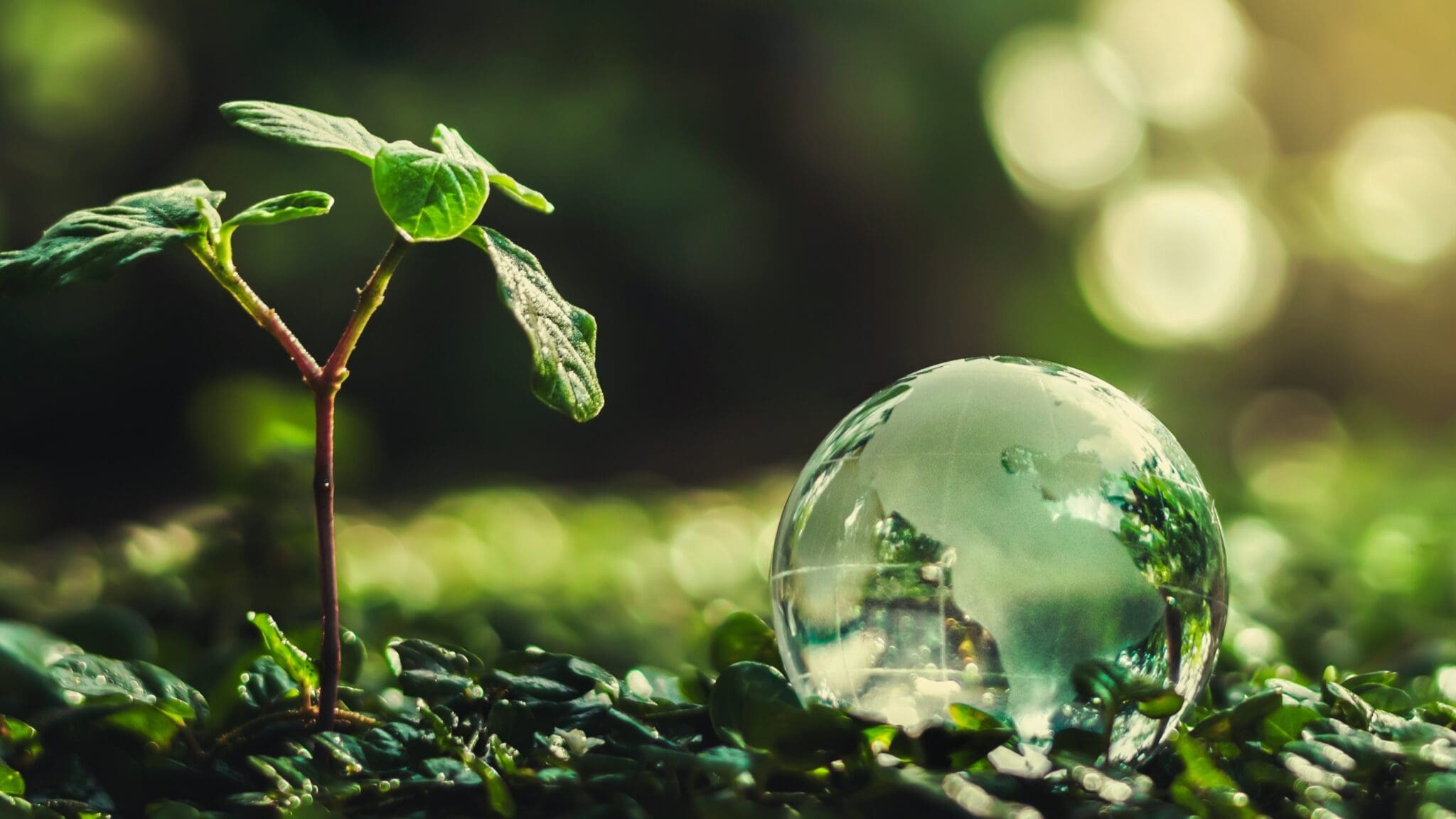 Sprouting plant next to a clear globe on greenery.